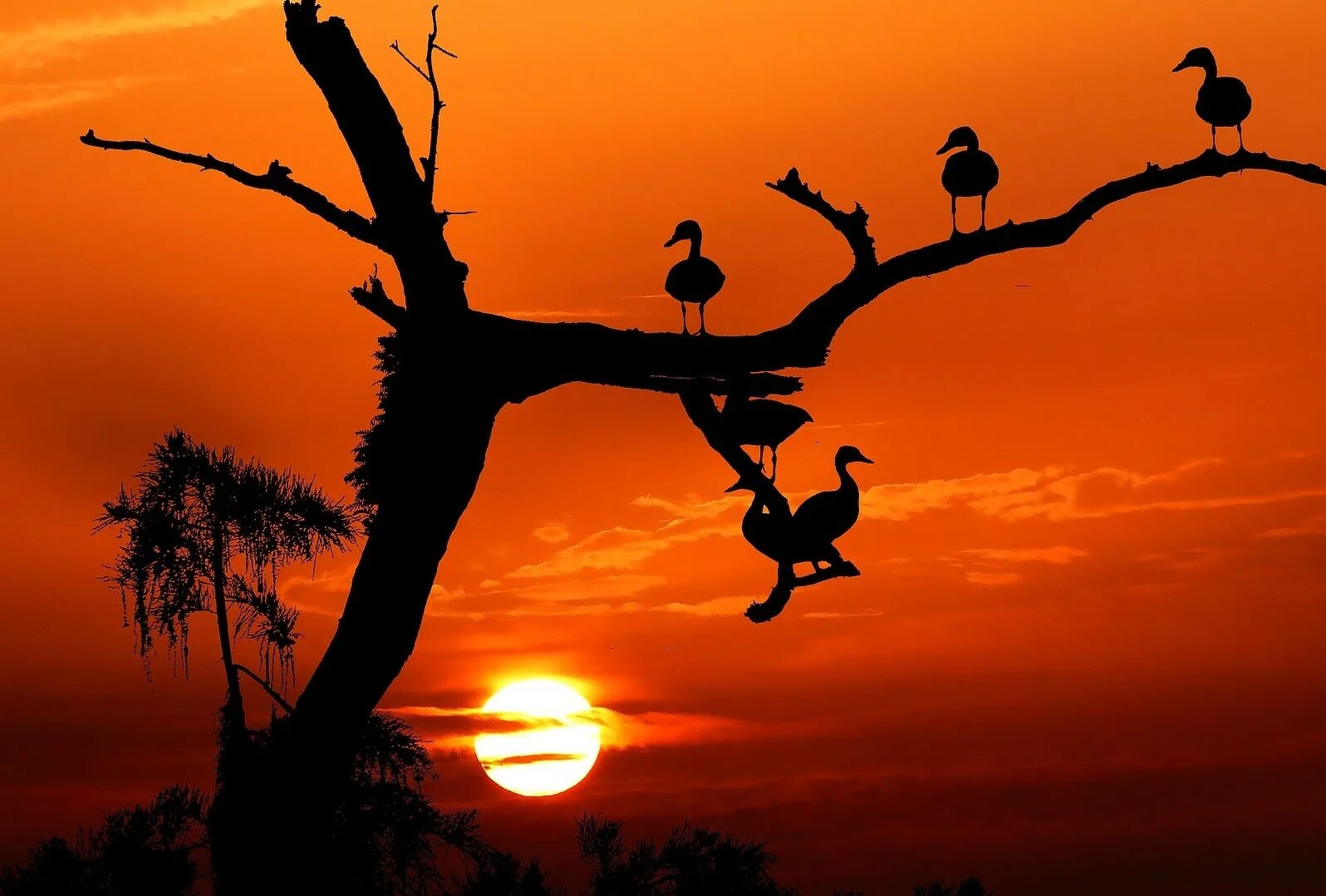 Птицы дерево начинающему. Птицы на дереве. Птицы на закате. Дерево на закате с птичками. Закат дерево птицы.