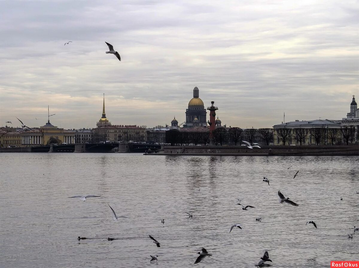 Над невой. Санкт-Петербург Нева Чайки. Чайка над Невой. Птицы над Питером.