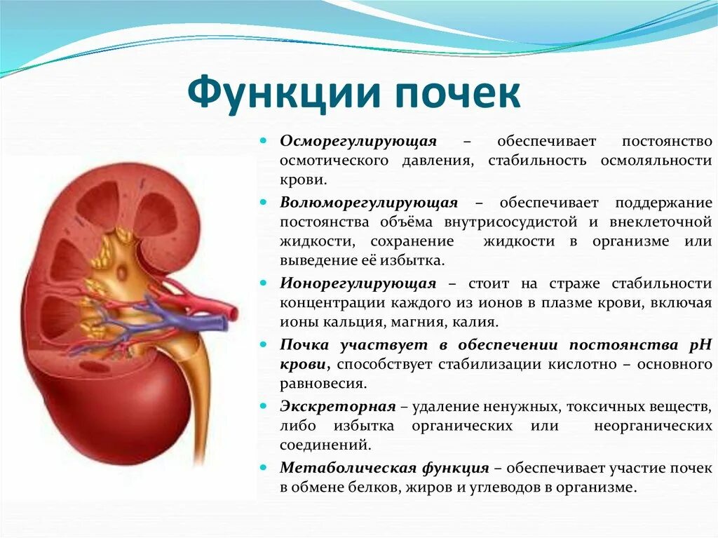 Каковы функции почек. Общее представление о функциях почек. Выделительная система почки физиология. Почки строение и функции. Выписать функции почек.