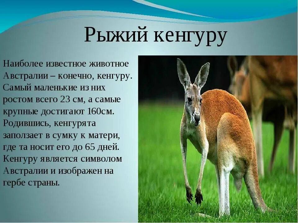Животные австралии 7 класс кратко. Кенгуру краткое сообщение 2 класс. короткое описание кенгуру. кенгуру в австралии доклад. кенгуру доклад.