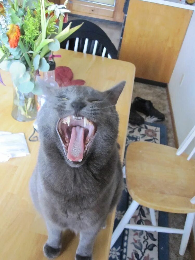 Росинки во рту не было. Кошка зевает с открытыми глазами. Зевота юмор. Зевота картинки прикольные. Коты смешно зевают вечер.