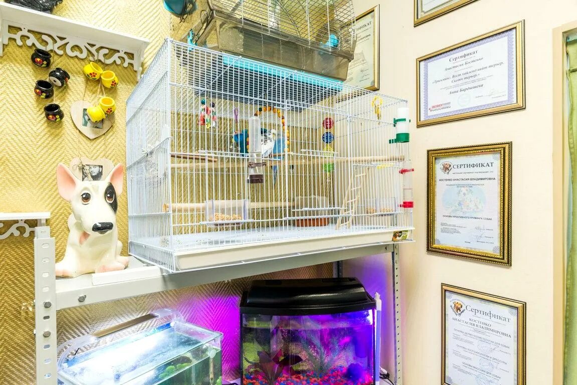 Зоосалон старая купавна. Зоосалон на оптиков 45 к 2. Стрижка собак объявление. Собака в салоне красоты. Ателье в старой купавне.