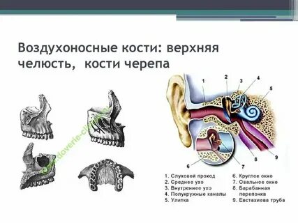 Назовите воздухоносные кости лицевого черепа