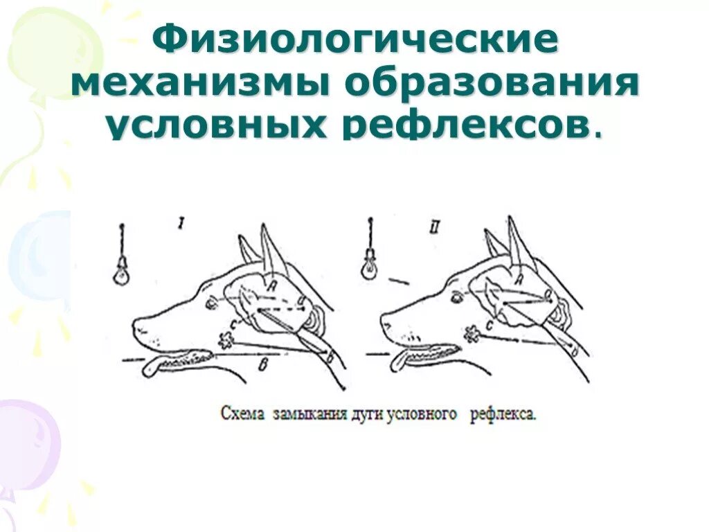 Условные рефлексы и условно рефлекторная деятельность. Физиологические механизмы образования условных рефлексов. механизм образования условных рефлексов. механизмы образования условно-рефлекторной связи. механизм образования условных рефлексов физиология.