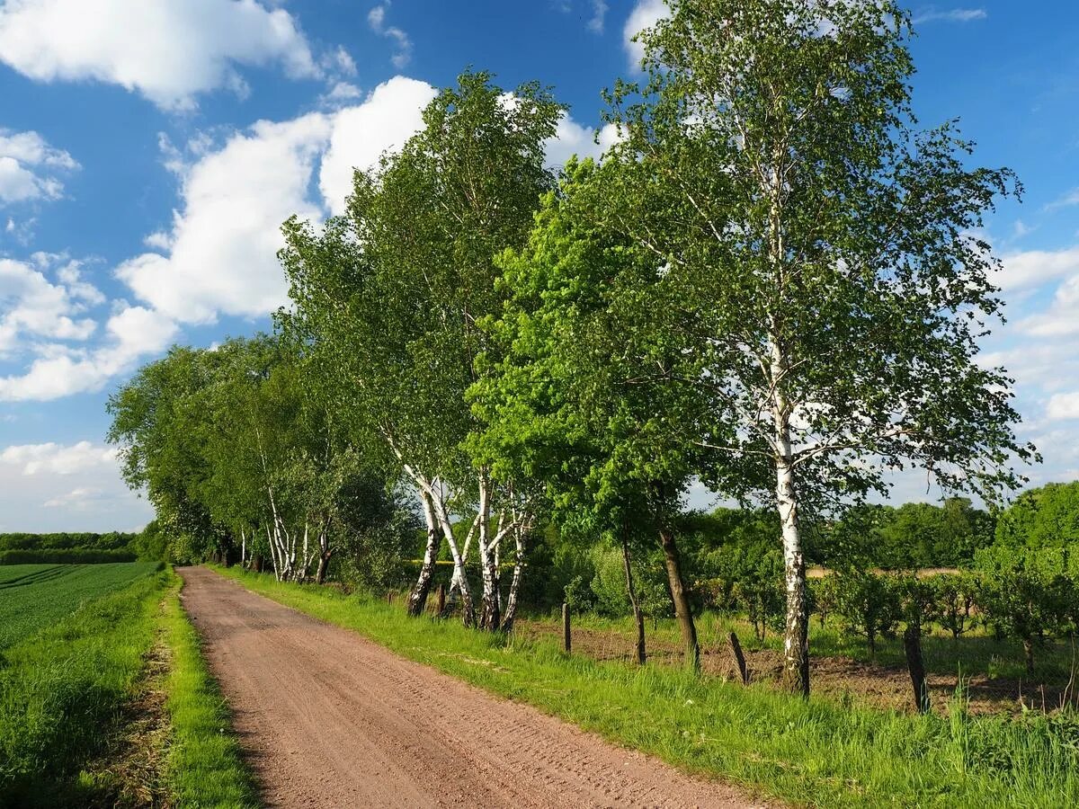 Береза лет жизни. Березовая роща деревня. Российские просторы березы Есенин. Река Березка Тверская область. Деревня береза поле Россия.