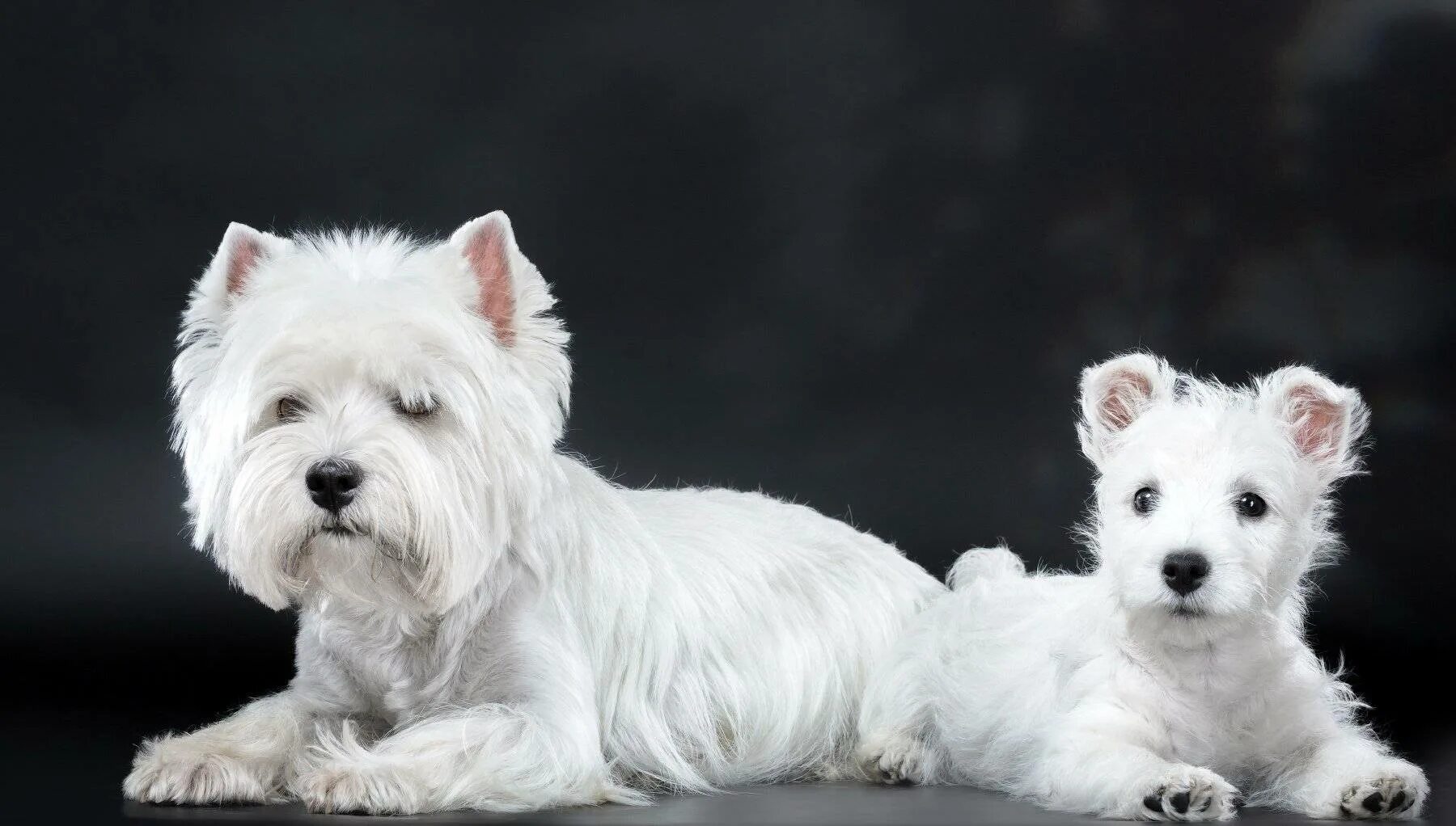 Вестхайлендский уайт терьер. Вест хайленд терьер. Вест хайленд блэк терьер. Йоркширский уайт терьер. Белый йоркширский терьер порода.