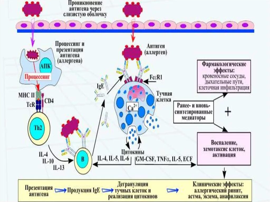 Механизм развития анафилактической реакции. Патогенез анафилактического шока схема. Анафилактический ШОК патогенез иммунология. Механизм развития анафилактического шока патофизиология. Анафилактический шок патогенез
