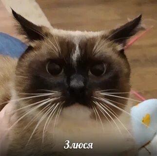 Милая без мата