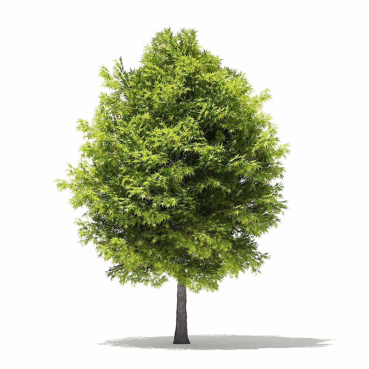 Tree 3