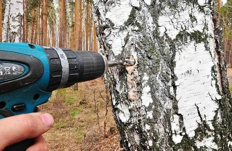 Для сбора березового сока приспособление купить. Подсочка березы. Высверливание ствола дерева. Приспособление для сбора березового сока. Просверлить ствол дерева.