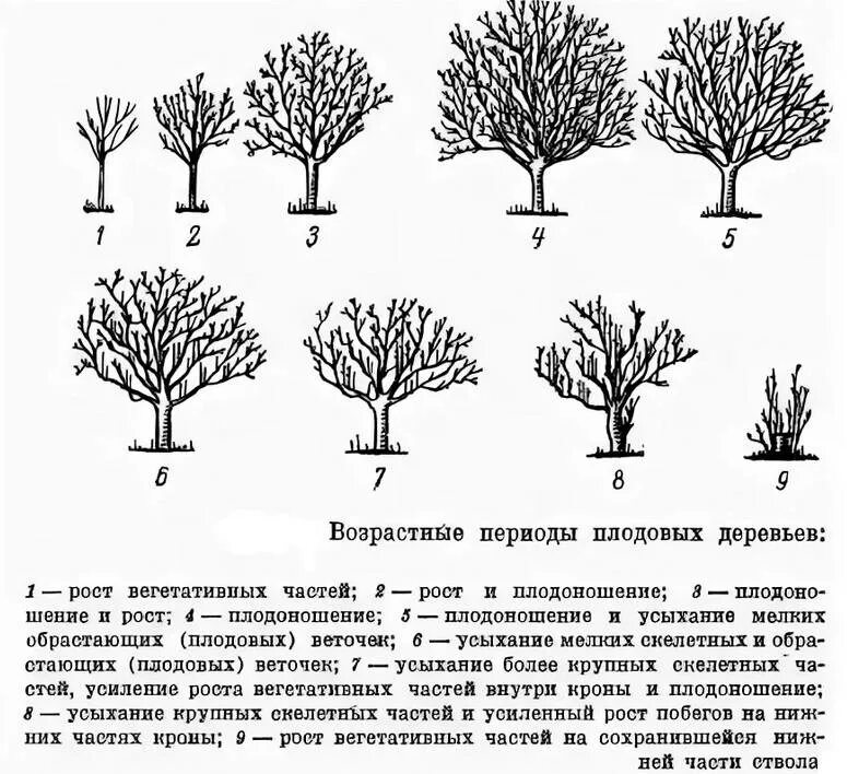 Таблица обрезки плодовых деревьев. Возрастные периоды жизни плодовых растений. Схема санитарной обрезки деревьев. Стадии цветения плодовых деревьев. Развитие яблони