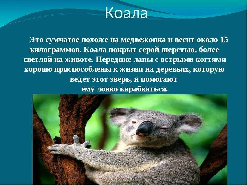 Коала презентация. Информация о коале. Факты о коалах. Коала описание. Коала кратко