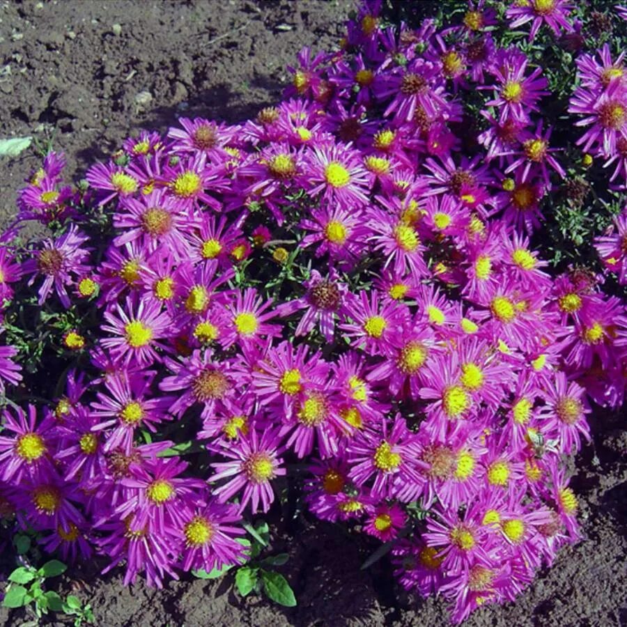 71 idées et astuces pour créer votre propre jardin de rocaille Planting flowers,