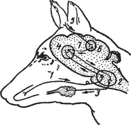 Схему дуги безусловного слюноотделительного рефлекса. Физиология сельскохозяйственных животных Голиков. Подписи к рисунку собака дуга слюноотделительного рефлекса. Слюноотделительный центр продолговатого мозга.