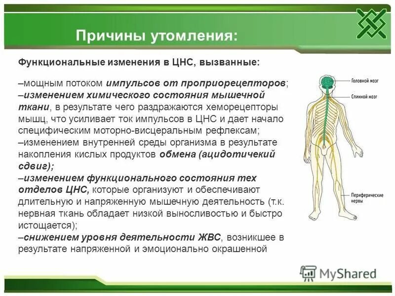 Общая характеристика мышц. Функции мышечной системы человека. Информацию о состоянии мышечной системы предоставляют. Общие сведения о мышцах. Информацию о состоянии мышечной системы предоставляют.