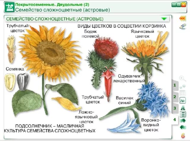 Определите форму цветка сложноцветных по описанию. Семейство Сложноцветные 6 класс биология. Семейство Сложноцветные 6 класс биология представители. Семейство Сложноцветные Астровые таблица. Покрытосеменные двудольные семейства.