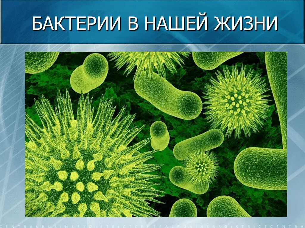 Почему без деятельности бактерий жизнь на земле. Полезные бактерии в природе. бактерии в нашей жизни. роль бактерий и вирусов в жизни человека. бациллы в природе и жизни.