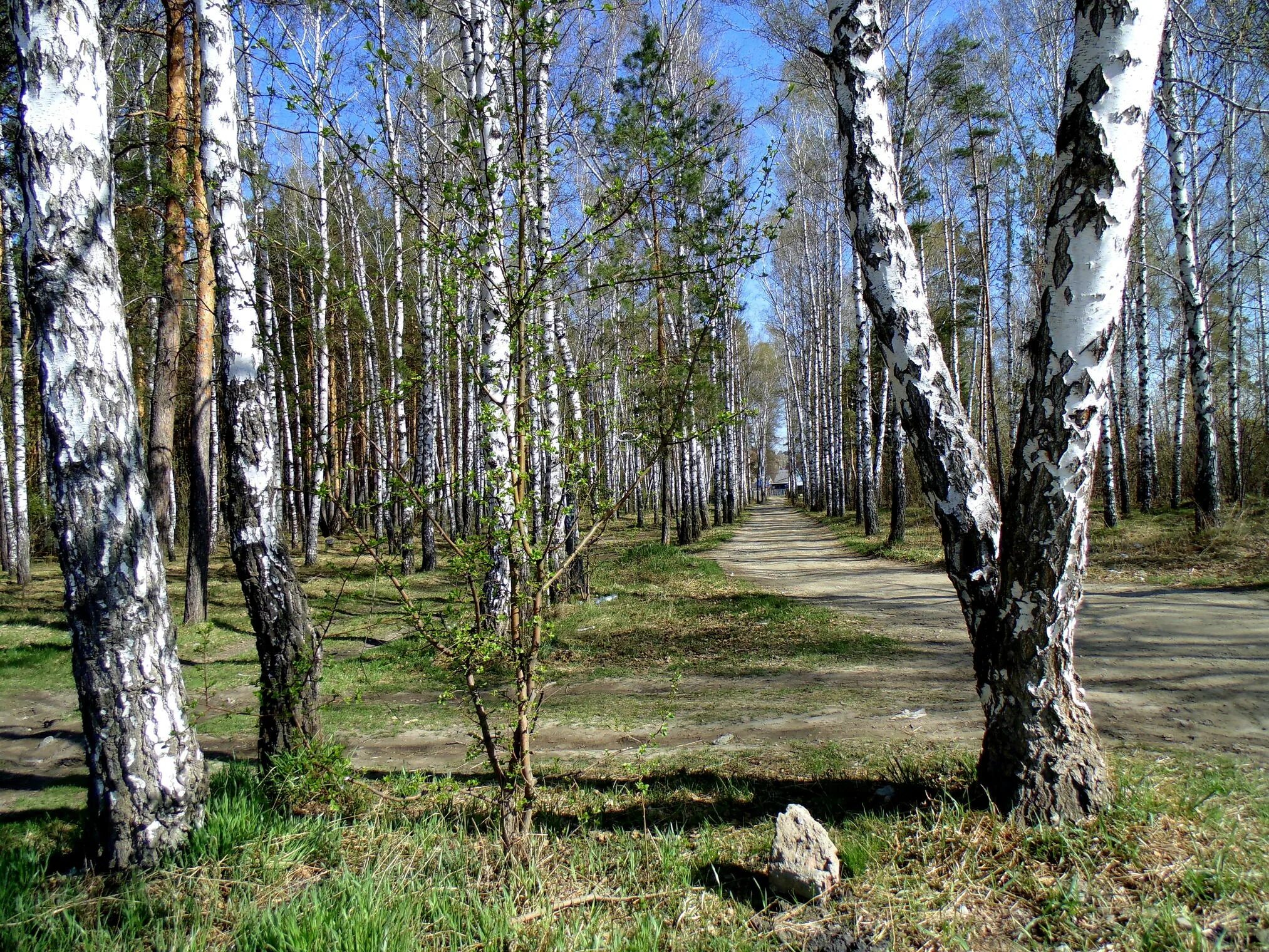 березовая аллея светлояр. березовая роща в константиново. березовая роща ярославль. павловская роща ярославль. петровское ростовского района.