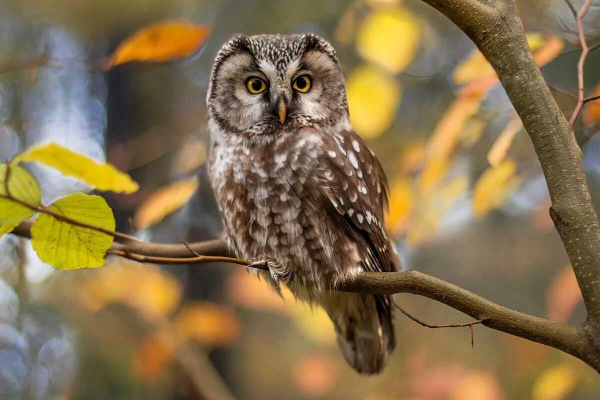 Серая неясыть. Сулей сова. Сова сплюшка. Сова серая неясыть. Серая неясыть рыжая морфа.