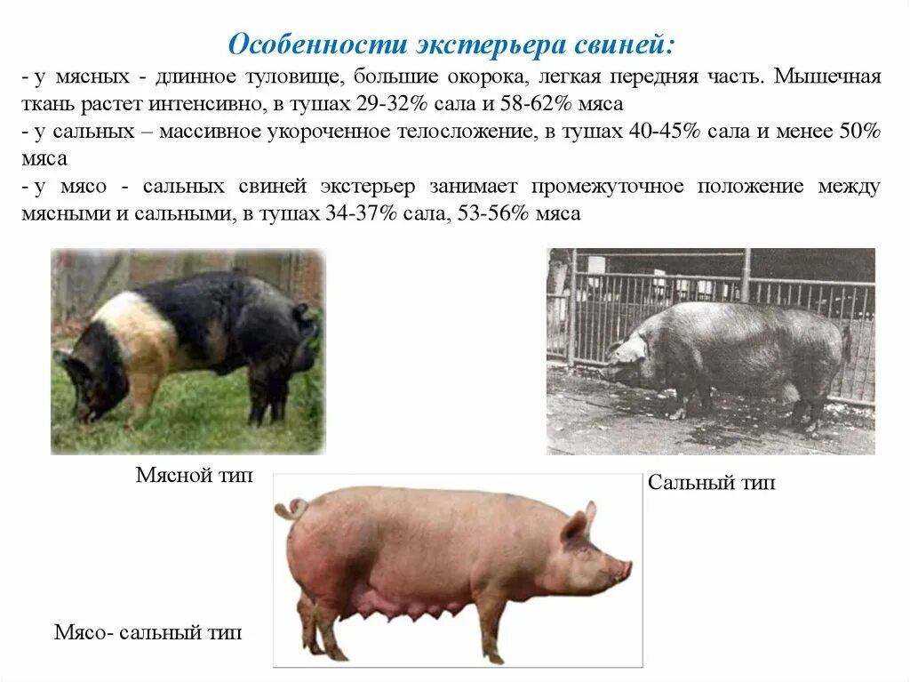 Характеристика пород свиней таблица. Породы свиней мясные беконные сальные. Типы Конституции свиней. Параметры оценки экстерьера свиней. Оценка свиней