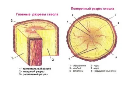 Рисунок древесины в разрезе