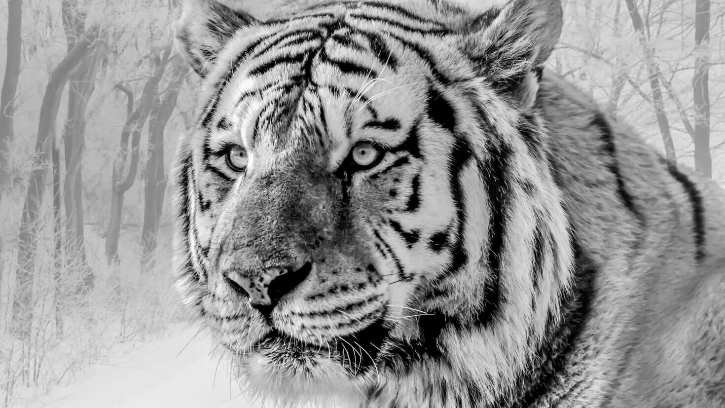Рисунки в формате jpg. Амурский (Уссурийский) тигр черно белый. Амурский тигр белый. Тайгер тигр. Амурский тигр черно белый.