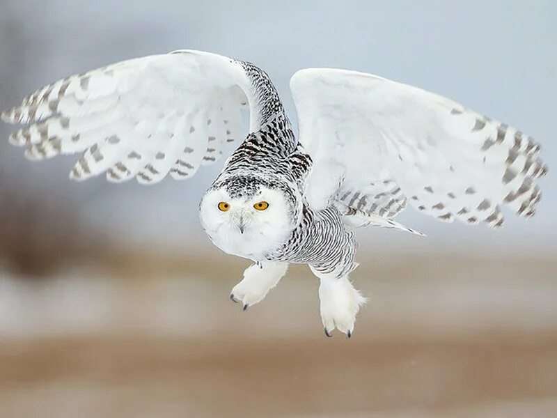 Белая сова на белом фоне. Совы полярные. Белая сова для детей. Сова на белом фоне. Полярная сова вышивка.