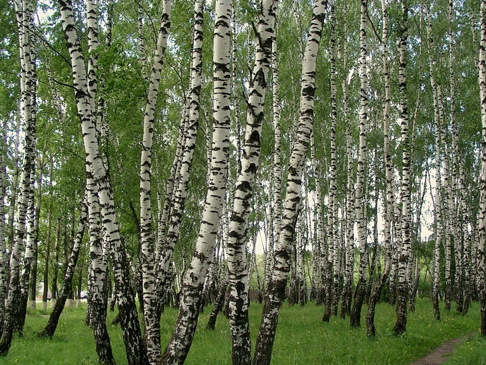 Березовые праздники