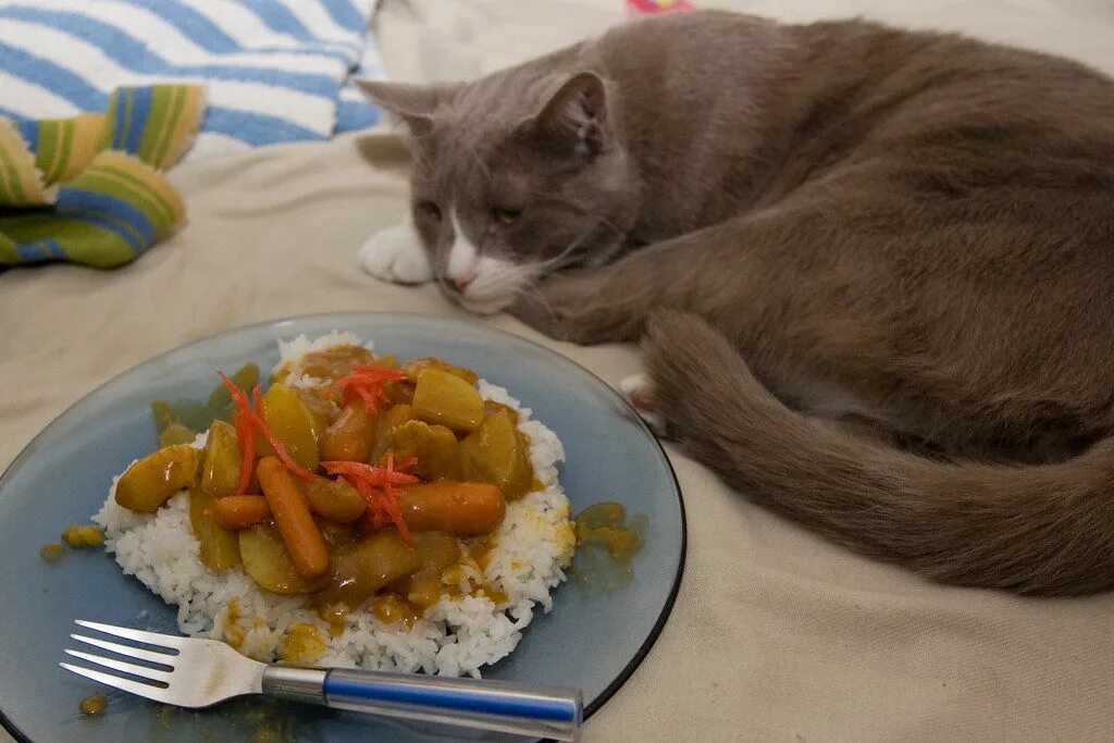 Что делать если кошка не есть