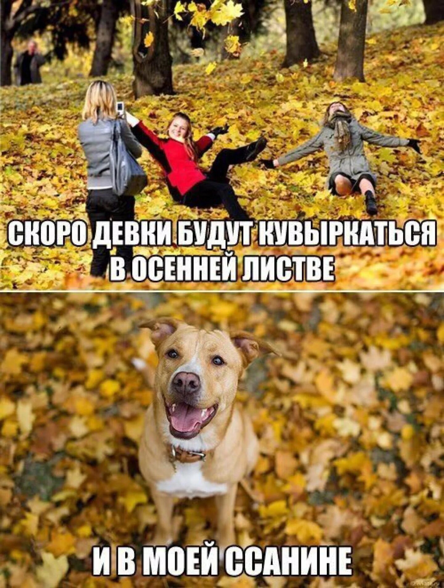Смешные картинки про осень