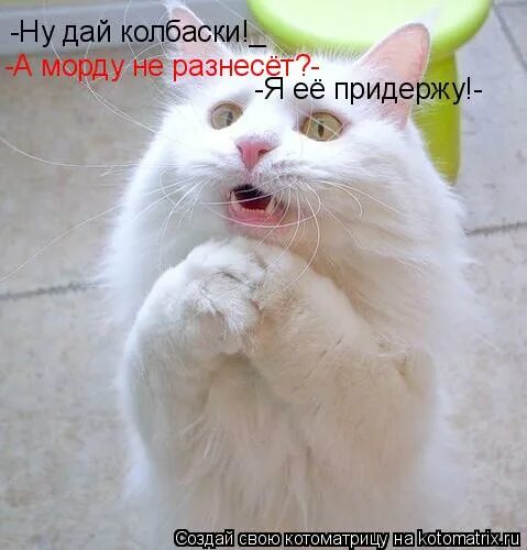 хочу яблоко. выкладка колбасы. дайте кота. кот гипнотизирует колбасу. колбаса большая уча.