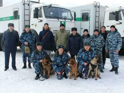 Собаки мурманск