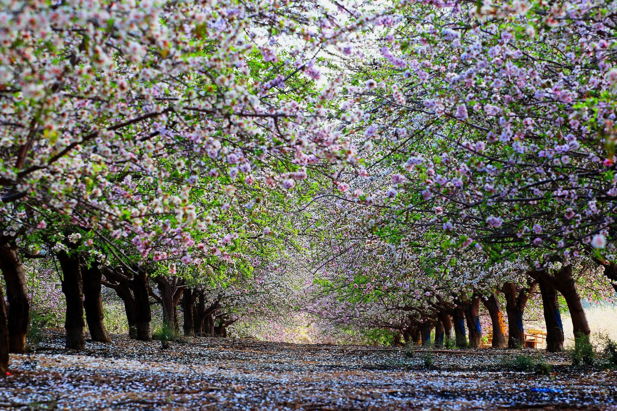 Spring tree. Цветущая Яблоневая аллея. Аллея Черешневый сад. Сад Кавати Фудзи. Аллея цветущей алычи.