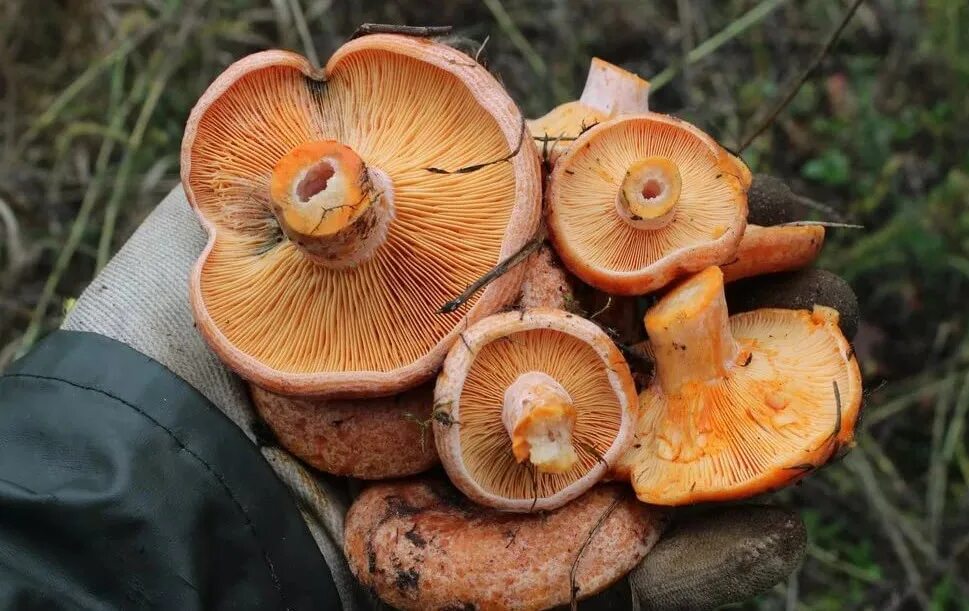 Рыжик картинка. Рыжики грибы. Рыжик гриб съедобный. Рыжик обыкновенный. Рыжик (гриб) грибы.