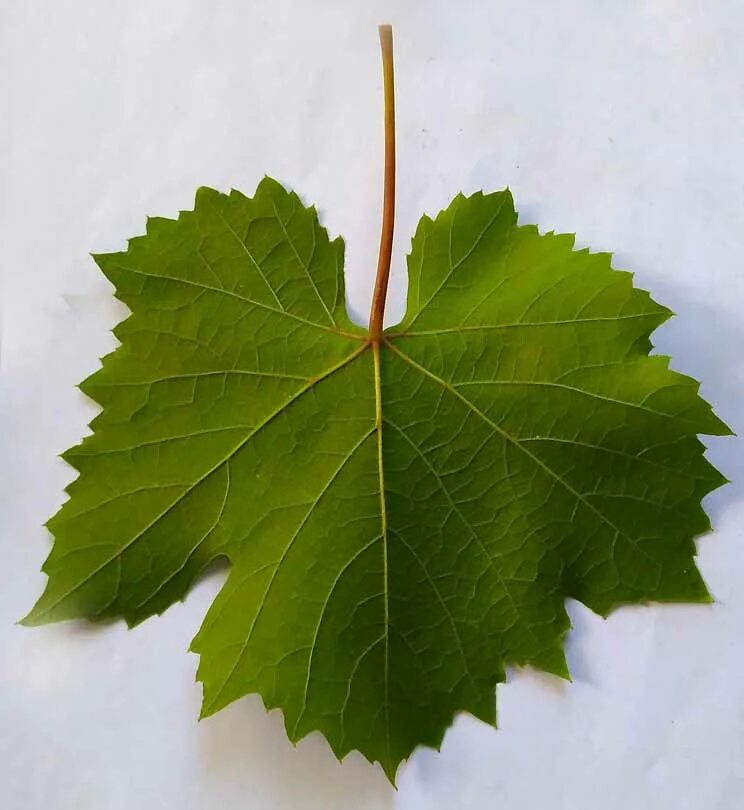 Листья сортов винограда. Листья сортов винограда. Тип листа у виноградного листа. Форма листа винограда. Виноград платовский.