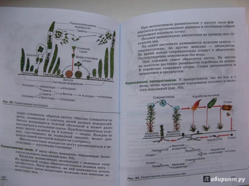 Биология 6 класс Пасечник. Страница учебника биологии. Иллюстрации учебника по биологии. Учебник биологии 6. Биология 6 класс учебник пасечник 22 параграф
