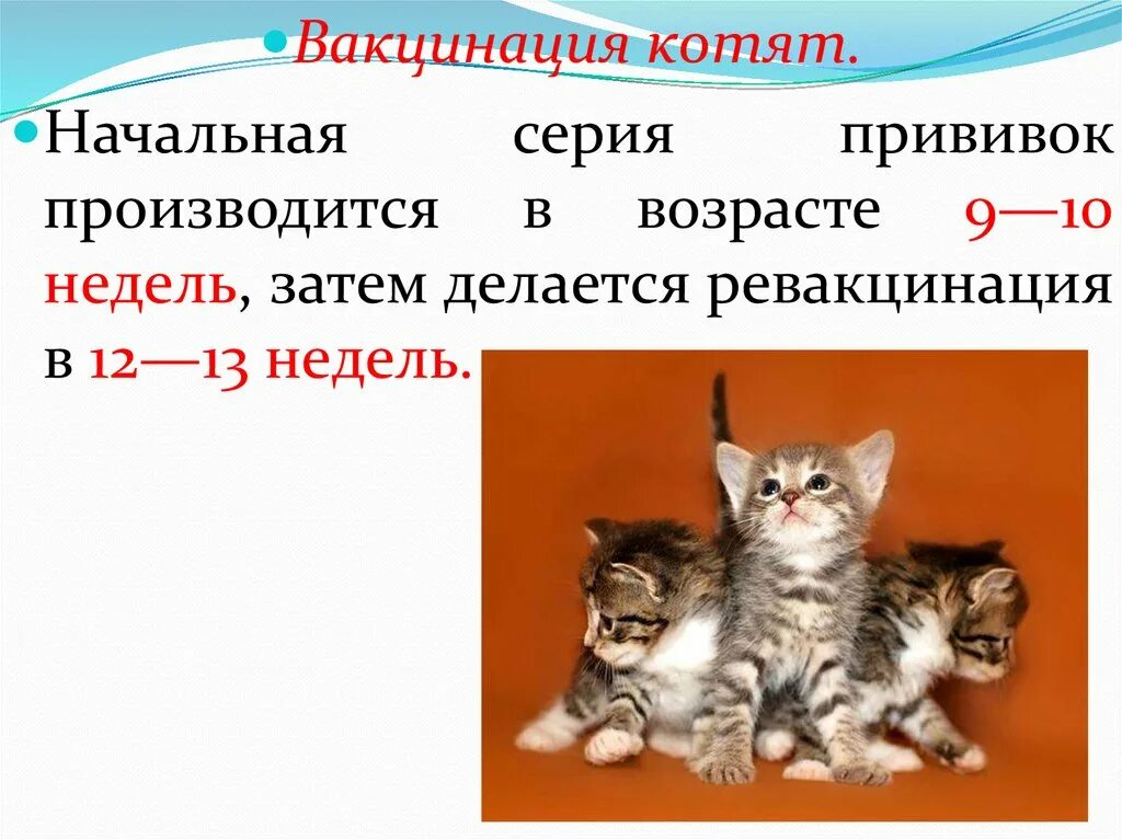 Первая прививка котенку возраст. Вакцинация котят. Вакцинация котят схема. Прививки котятам. Прививки котятам по возрасту.