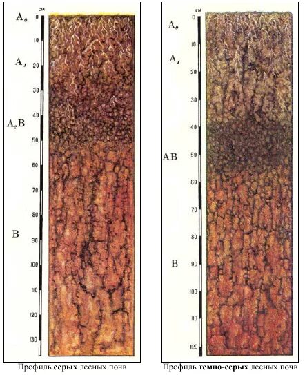Почвенный профиль серая Лесная. Гумусовый Горизонт подзолистых почв. Светло серые Лесные почвы профиль. Профиль серой Лесной почвы. Типы почв характерны для смешанных лесов
