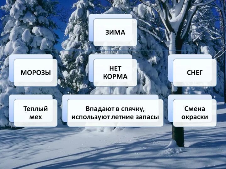 Какие явления бывают зимой. Наблюдения в живоиприроде зимой. изменения в живой природе зимой. явления неживой природы зимой. живая природа зимой 2 класс.