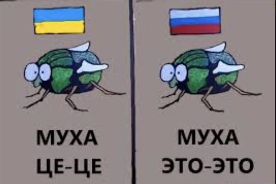 Муха смеется. Бляха Муха. Мемы про мух. Муха Мем. Муха це це Мем.