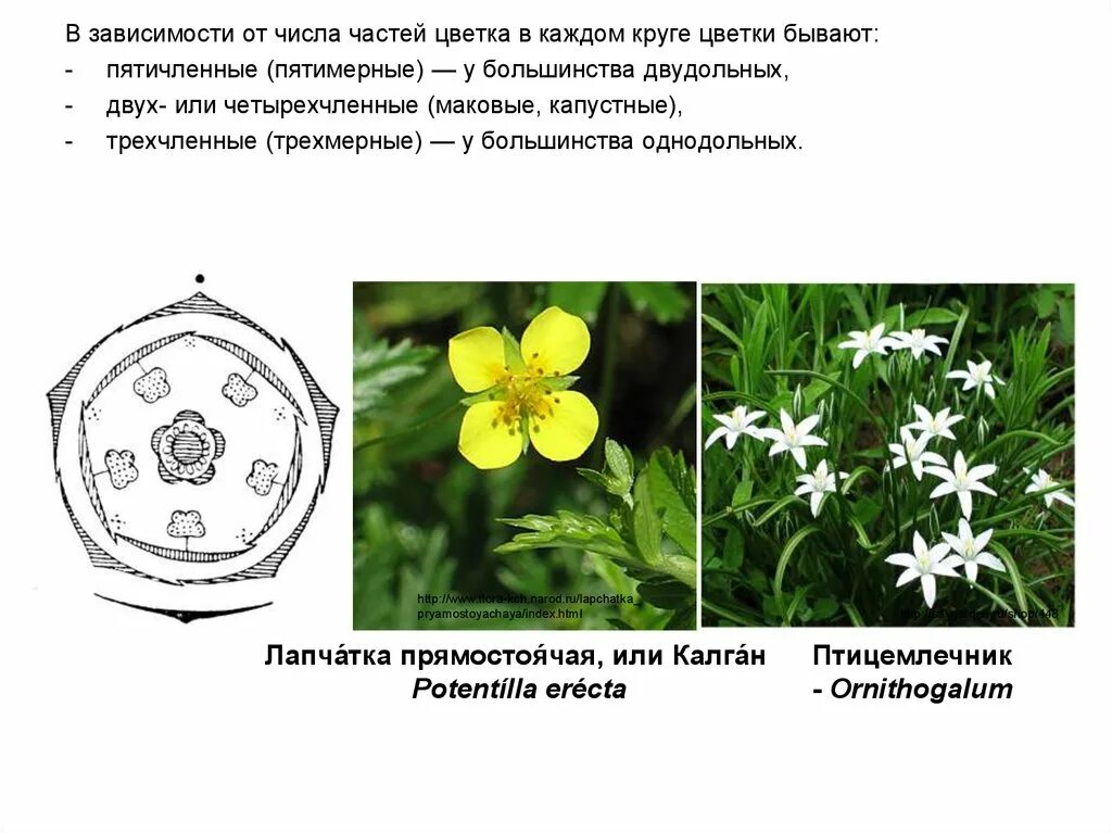 Трехчленный тип строения цветка однодольные или двудольные. Диаграмма цветка двудольных растений. Диаграмма цветка двудольных и однодольных. Лапчатка прямостоячая формула цветка. Диаграмма цветка двудольных.