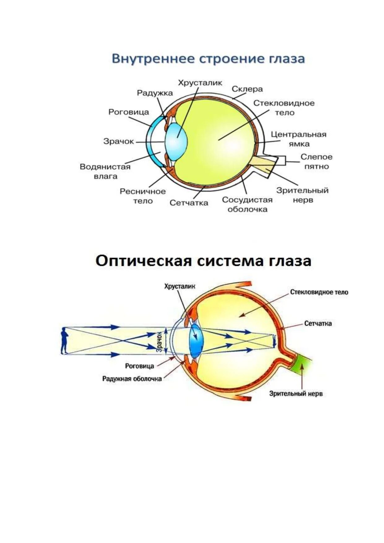 Строение оптической системы глаза. Оптическая система ноаща. Внутренне строение глаза. Строение глаза оптическая система глаза. Какое образование относят к оптической системе глаза