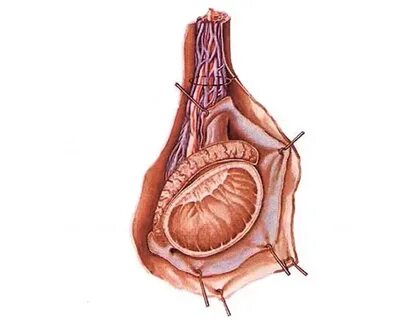 Еркектер әйелді сперматозоидпен жаппай жауып тастайды