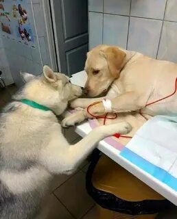 This dog knows you