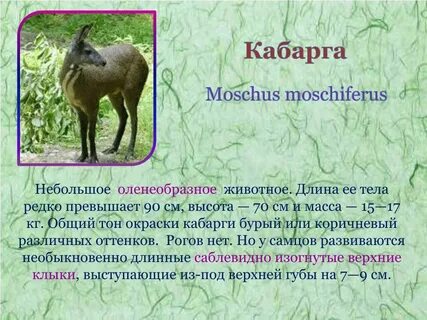 Кабарга где обитает