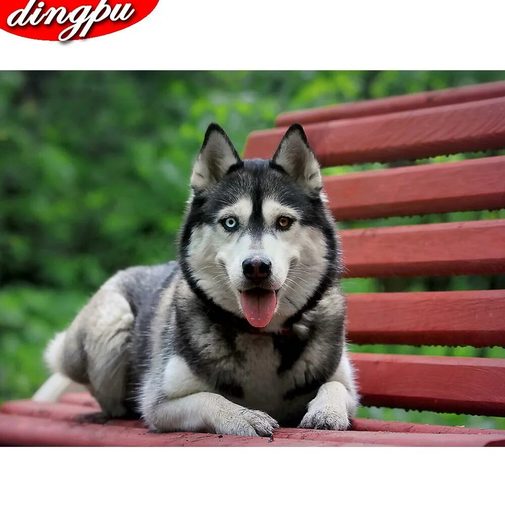 Порода хаски. Сибирский хаски щенки. Пес хаски. Пес хаски. Пес хаски.