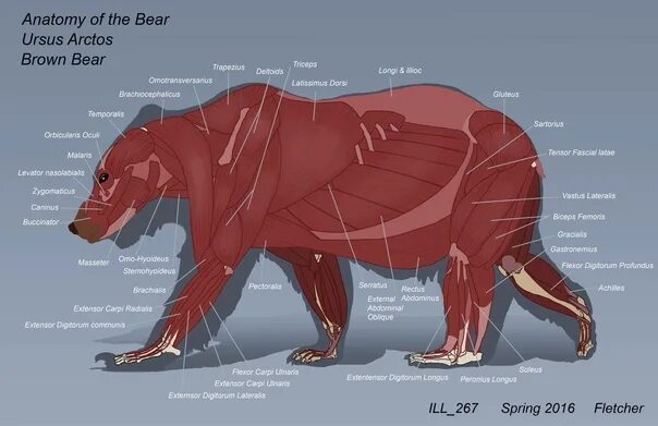 Особенности внутреннего строения медведя. Строение скелета бурого медведя. Анатомия медведя. Анатомия мышц медведя. Анатомия бурого медведя.