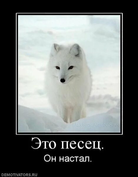 полный писец. песец. писец приколы. песец пришел. голубой песец.