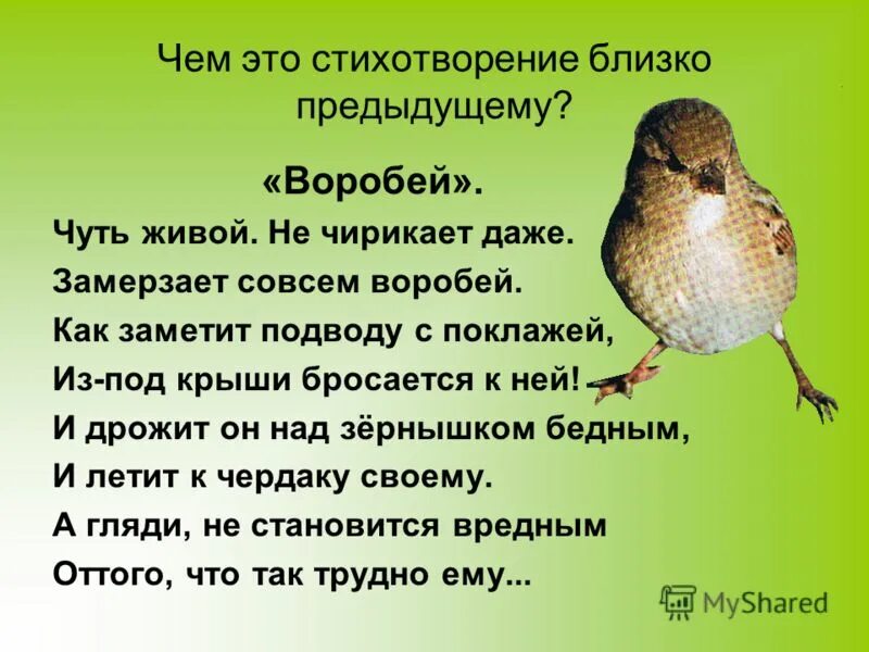 сочинение про воробьев. воробей рассказ для детей. сочинение про воробьев. описание воробья. какую пользу приносит воробей.