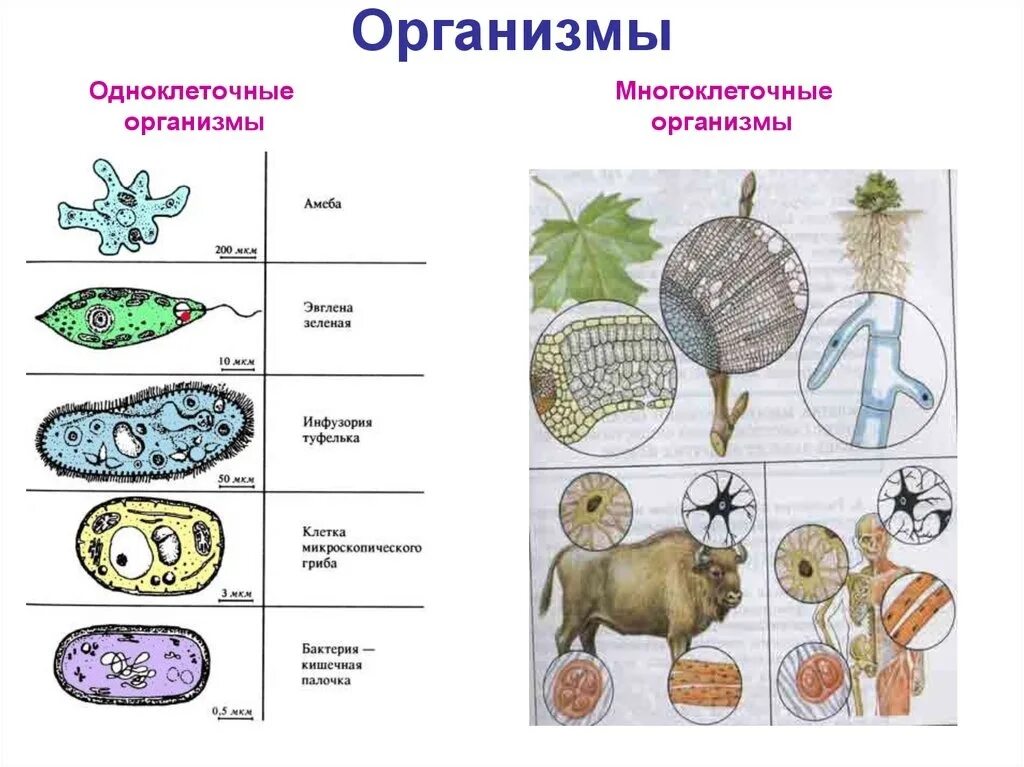 Урок 16 биология. Схема одноклеточные и многоклеточные организмы. Одноклеточный и многоклеточный организм по биологии 5 класс. Одноклеточные и многоклеточные организмы 5 класс биология схема. Рисунок многоклеточного организма 5 класс биология.